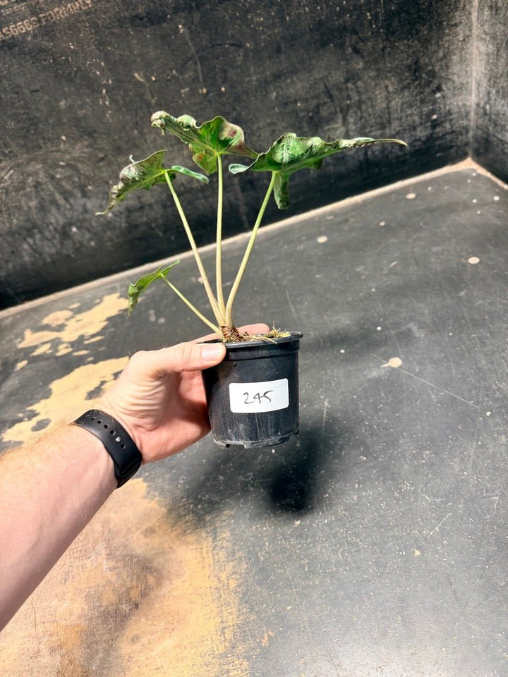 Handpicked 245 - Alocasia Loco | Uprooted