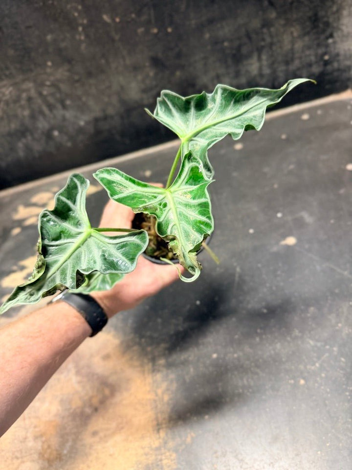 Handpicked 245 - Alocasia Loco | Uprooted
