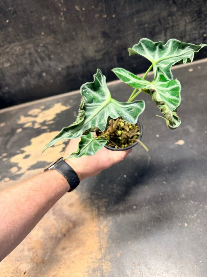 Handpicked 245 - Alocasia Loco | Uprooted