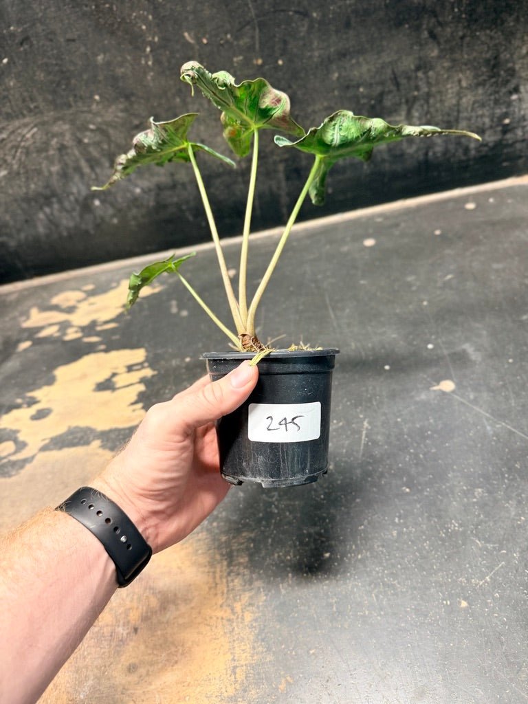 Handpicked 245 - Alocasia Loco | Uprooted