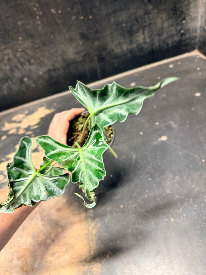 Handpicked 245 - Alocasia Loco | Uprooted