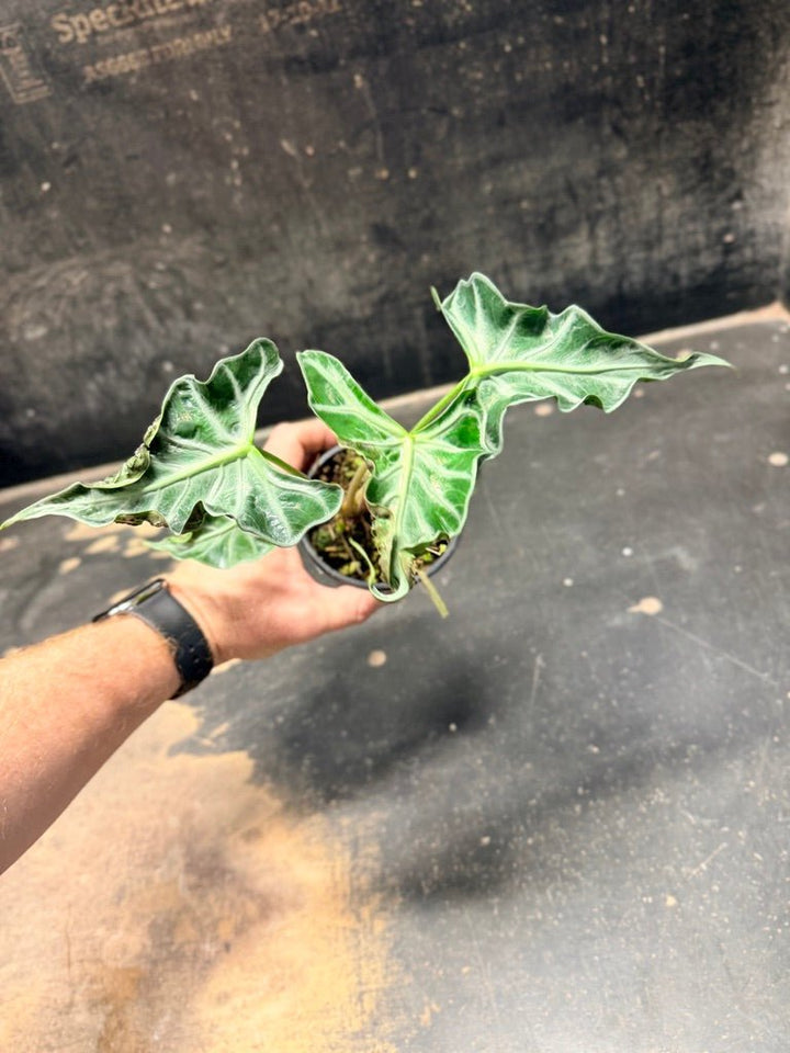 Handpicked 245 - Alocasia Loco | Uprooted