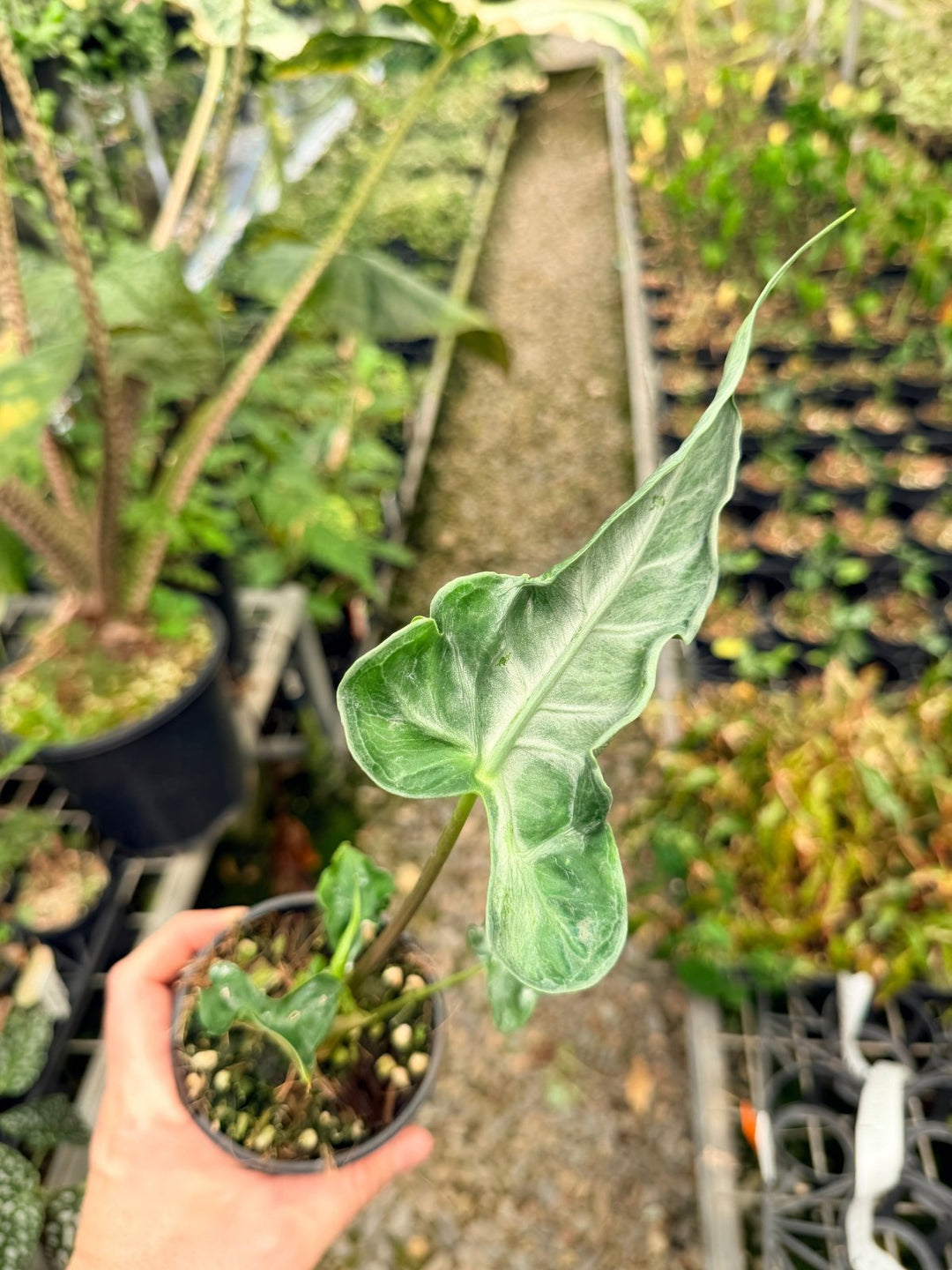 Handpicked 25 - Alocasia Teletubbies | Uprooted