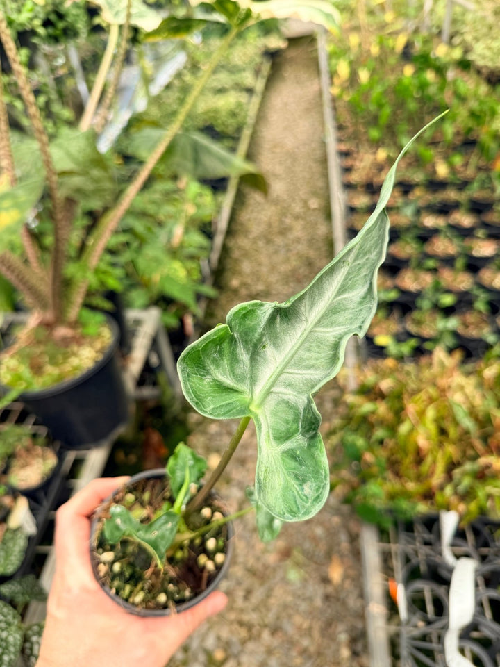 Handpicked 25 - Alocasia Teletubbies | Uprooted