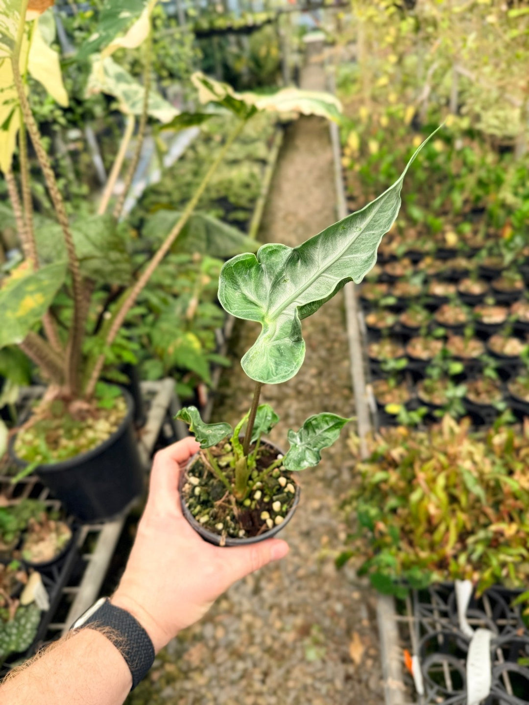 Handpicked 25 - Alocasia Teletubbies | Uprooted