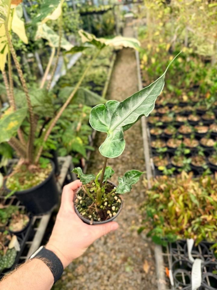 Handpicked 25 - Alocasia Teletubbies | Uprooted