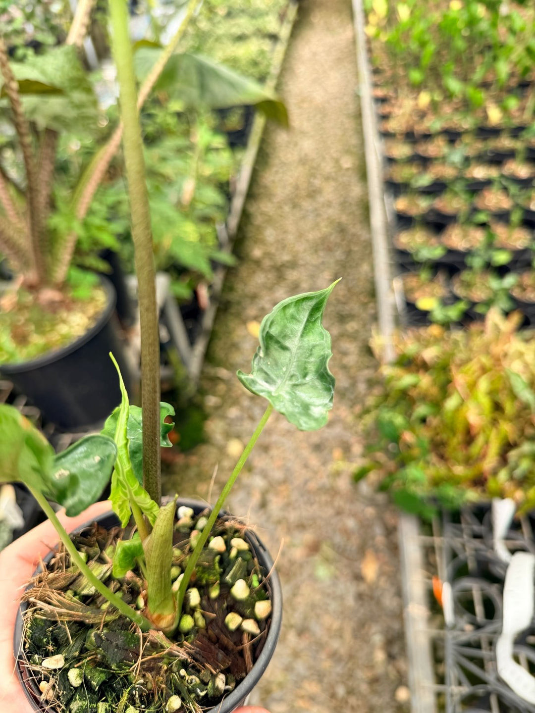 Handpicked 25 - Alocasia Teletubbies | Uprooted