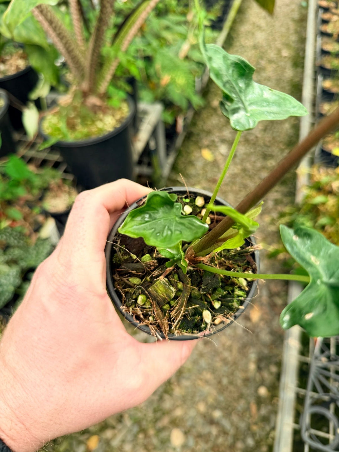 Handpicked 25 - Alocasia Teletubbies | Uprooted