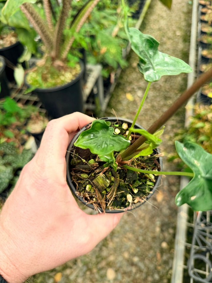 Handpicked 25 - Alocasia Teletubbies | Uprooted