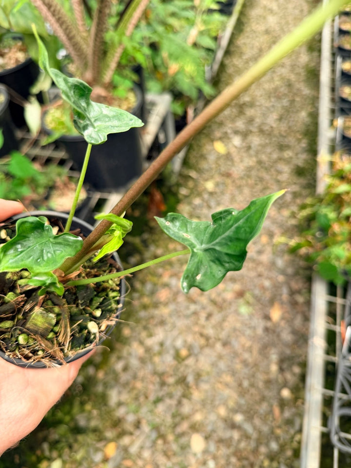 Handpicked 25 - Alocasia Teletubbies | Uprooted