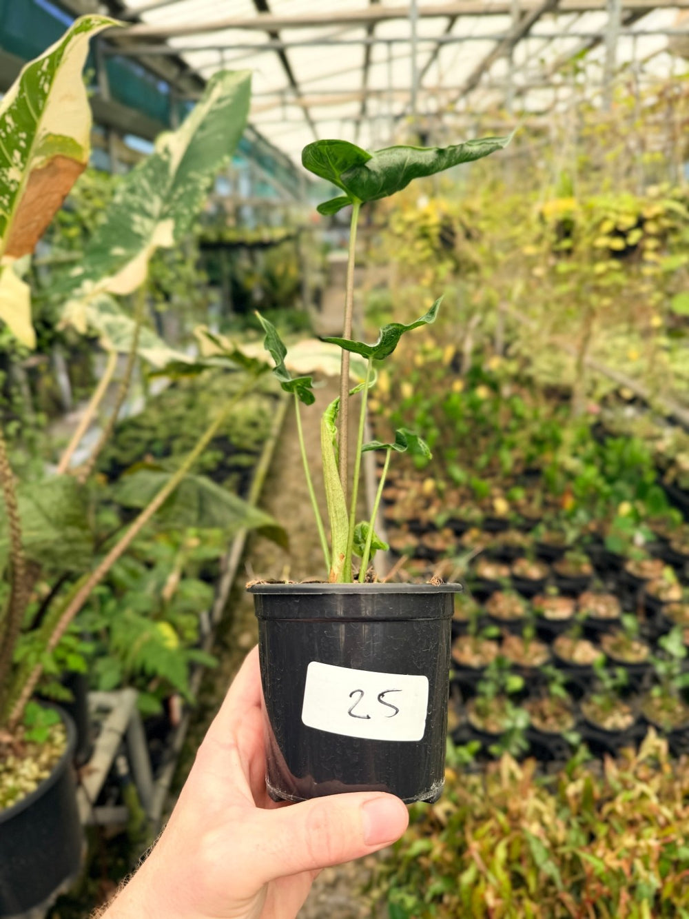 Handpicked 25 - Alocasia Teletubbies | Uprooted