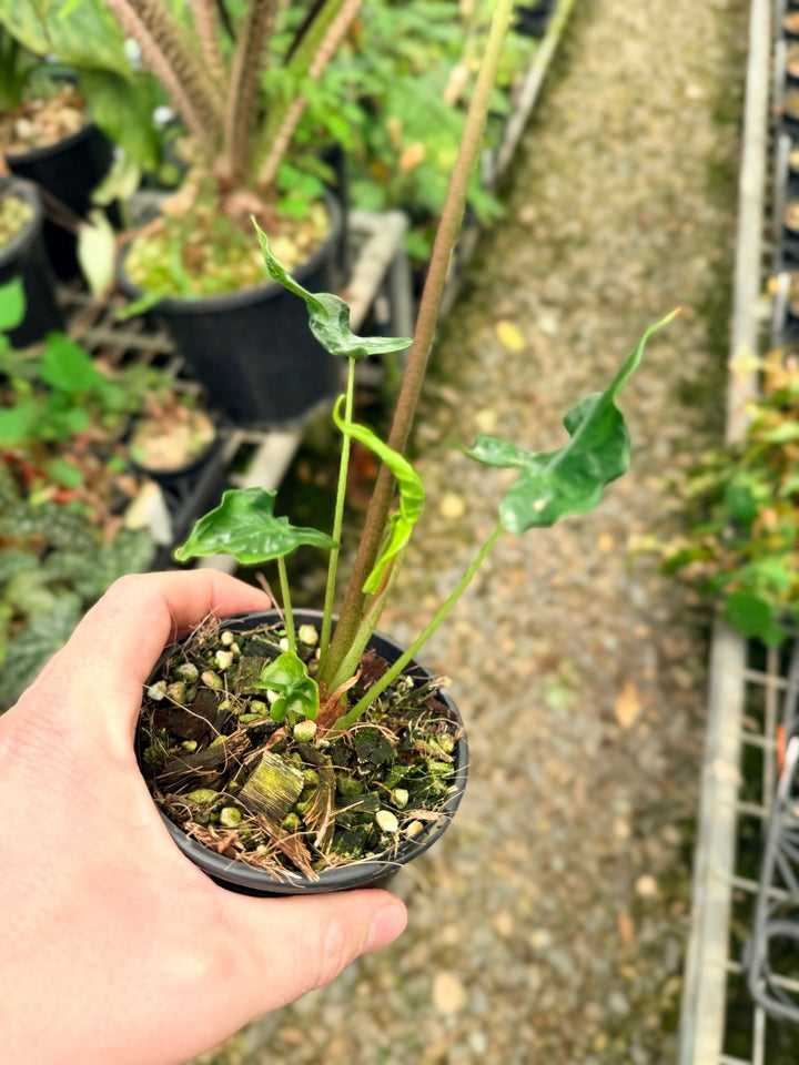 Handpicked 25 - Alocasia Teletubbies | Uprooted