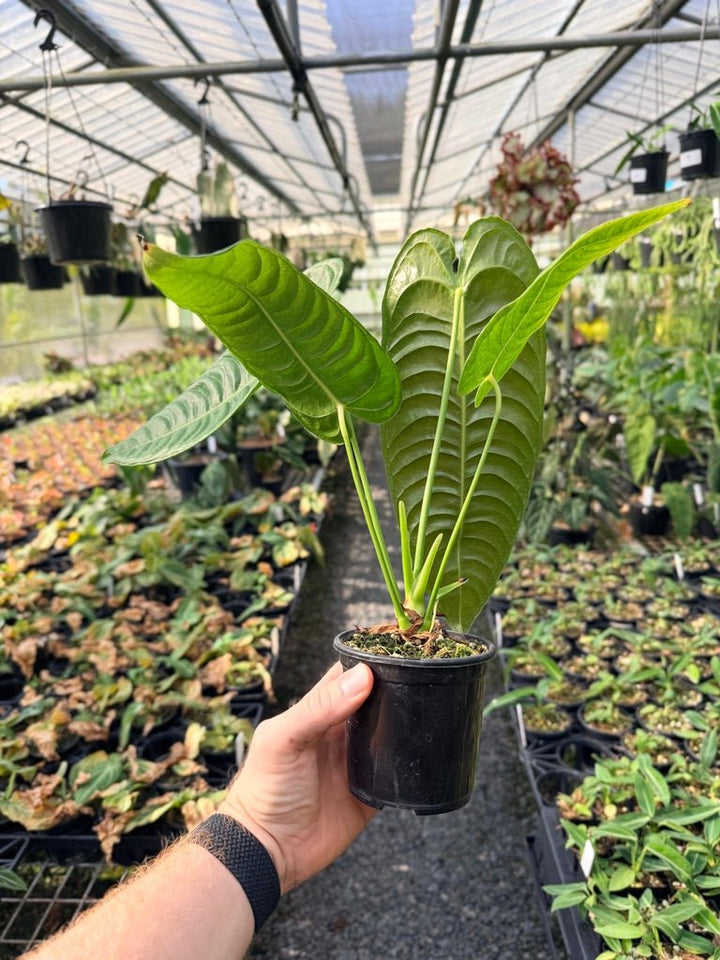 Handpicked 25 - Anthurium Veitchii - Intermediate Form | Uprooted