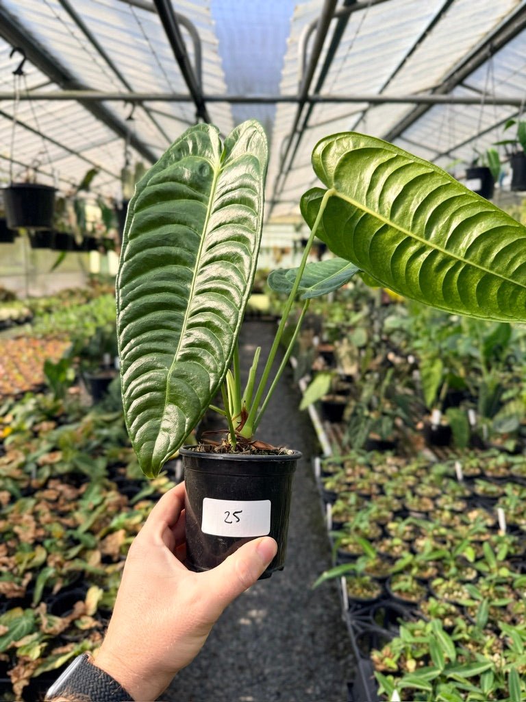 Handpicked 25 - Anthurium Veitchii - Intermediate Form | Uprooted