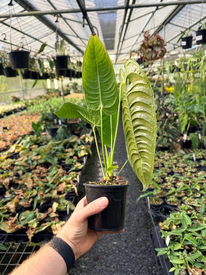 Handpicked 25 - Anthurium Veitchii - Intermediate Form | Uprooted