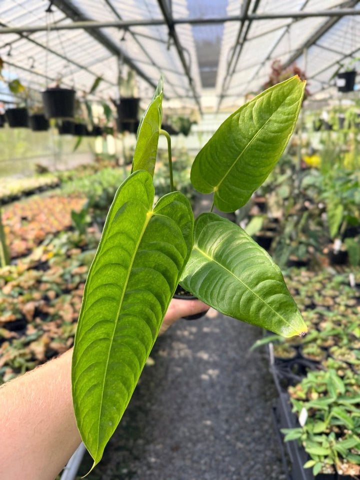 Handpicked 25 - Anthurium Veitchii - Intermediate Form | Uprooted