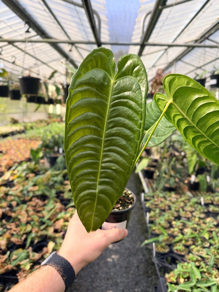 Handpicked 25 - Anthurium Veitchii - Intermediate Form | Uprooted