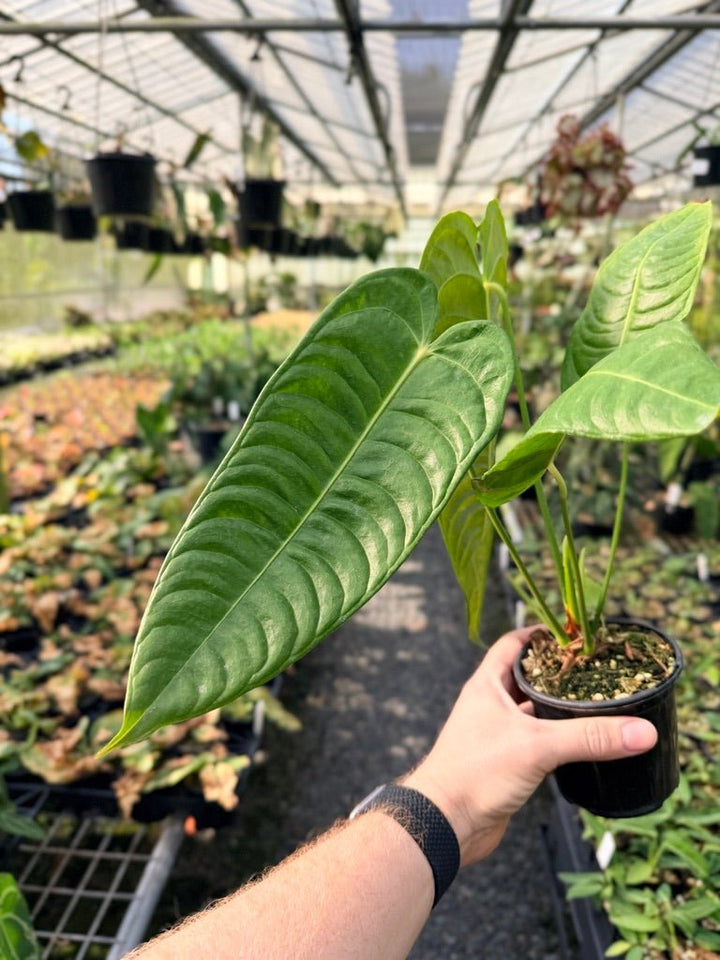 Handpicked 25 - Anthurium Veitchii - Intermediate Form | Uprooted