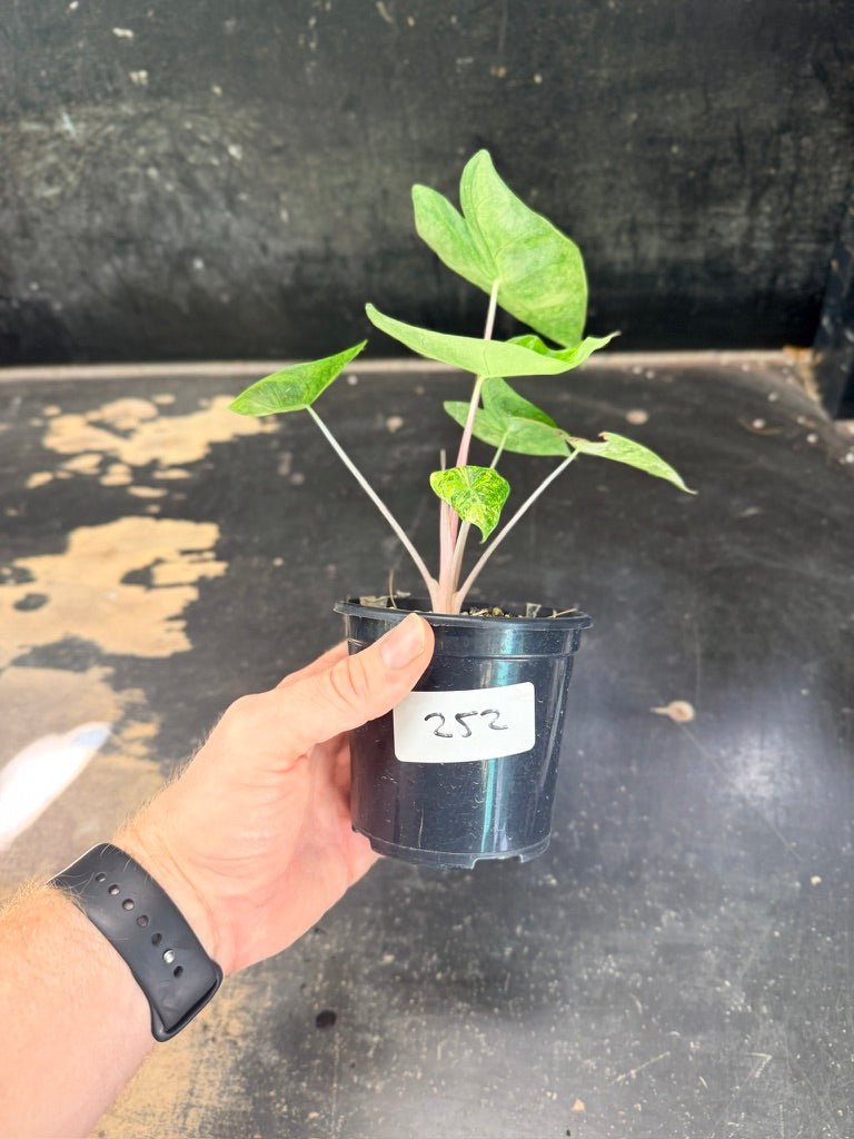 Handpicked 252 - Alocasia Morocco Variegata Aurea - 100mm Pot | Uprooted
