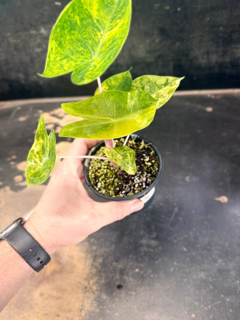 Handpicked 252 - Alocasia Morocco Variegata Aurea - 100mm Pot | Uprooted