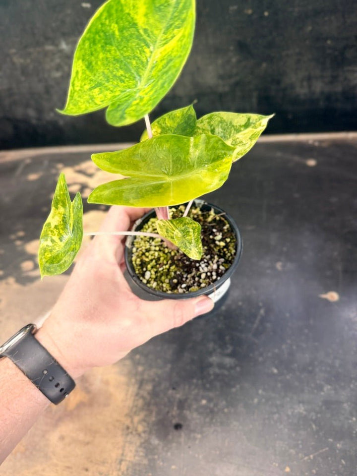 Handpicked 252 - Alocasia Morocco Variegata Aurea - 100mm Pot | Uprooted
