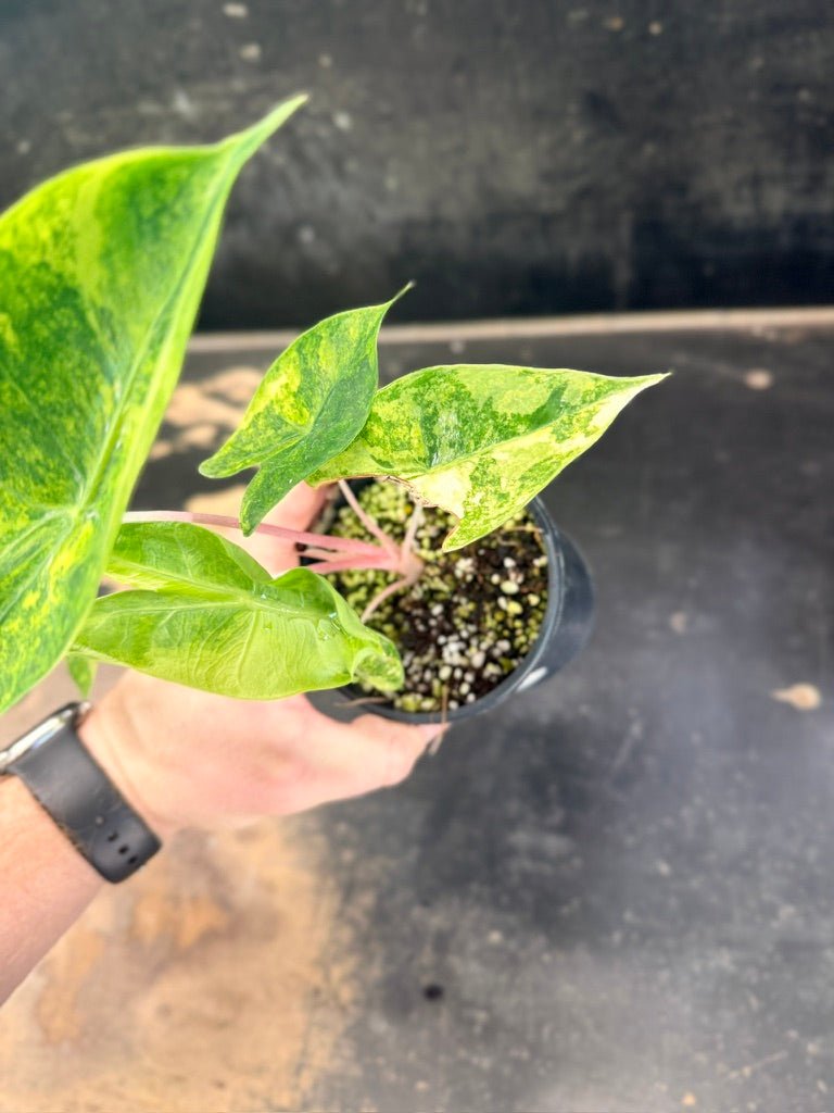 Handpicked 252 - Alocasia Morocco Variegata Aurea - 100mm Pot | Uprooted