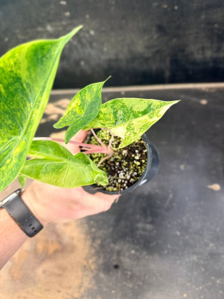 Handpicked 252 - Alocasia Morocco Variegata Aurea - 100mm Pot | Uprooted