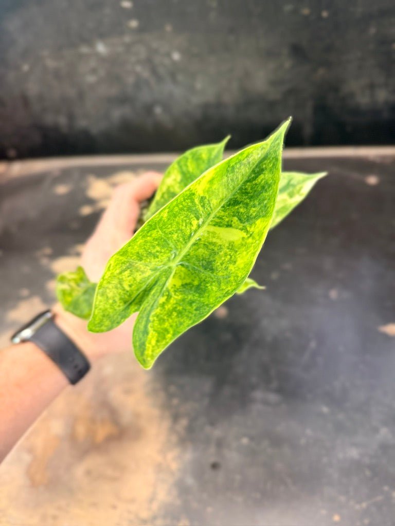 Handpicked 252 - Alocasia Morocco Variegata Aurea - 100mm Pot | Uprooted