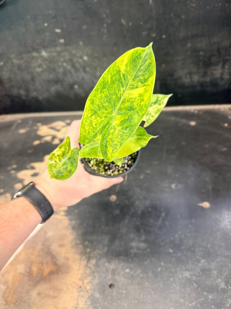 Handpicked 252 - Alocasia Morocco Variegata Aurea - 100mm Pot | Uprooted