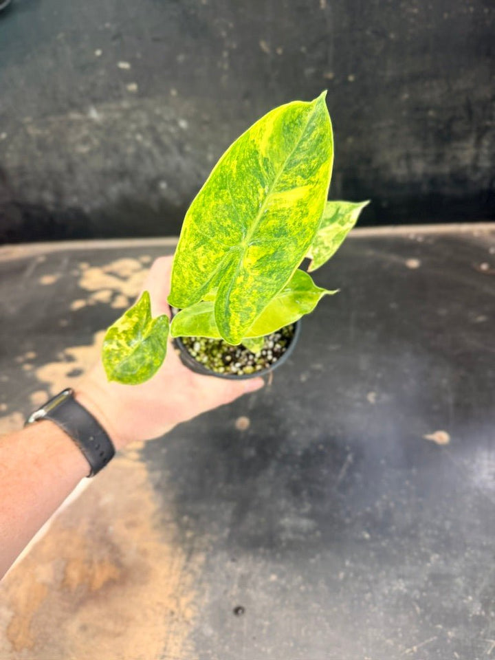 Handpicked 252 - Alocasia Morocco Variegata Aurea - 100mm Pot | Uprooted