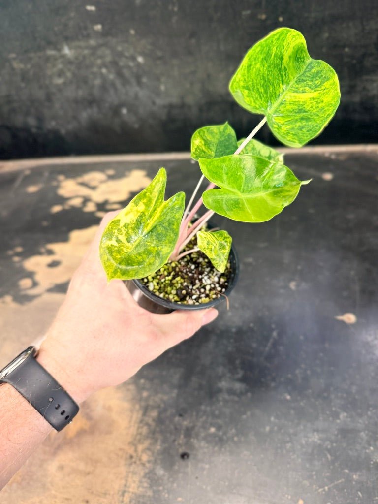 Handpicked 252 - Alocasia Morocco Variegata Aurea - 100mm Pot | Uprooted