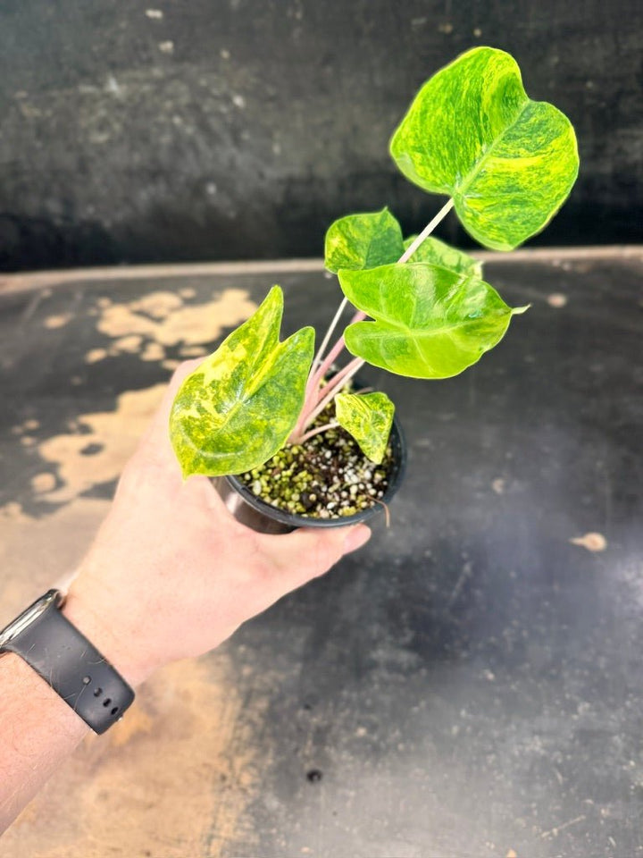 Handpicked 252 - Alocasia Morocco Variegata Aurea - 100mm Pot | Uprooted