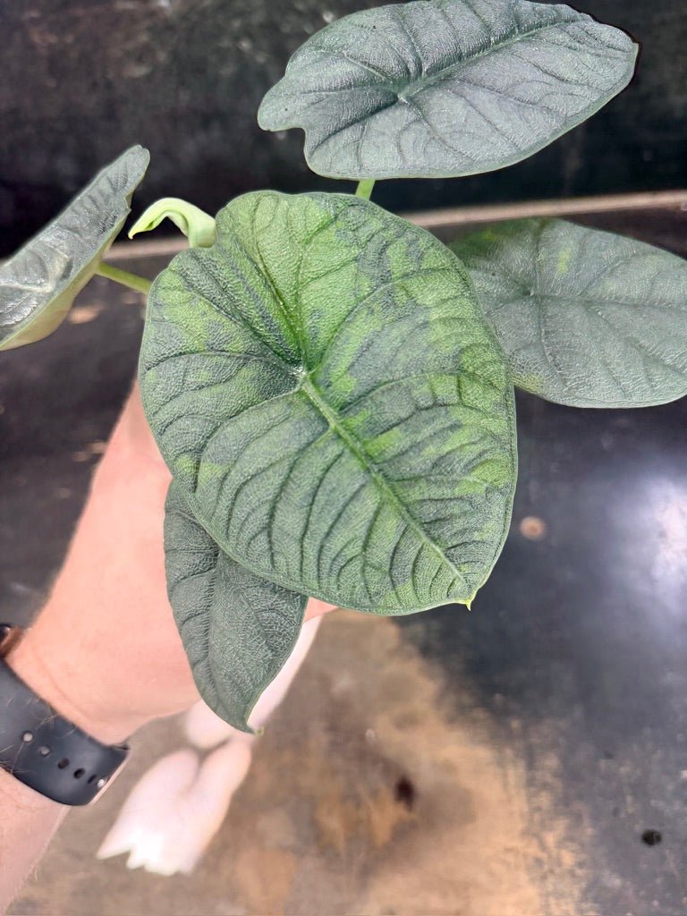 Handpicked 253 - Alocasia Melo Variegata Aurea - 100mm Pot | Uprooted