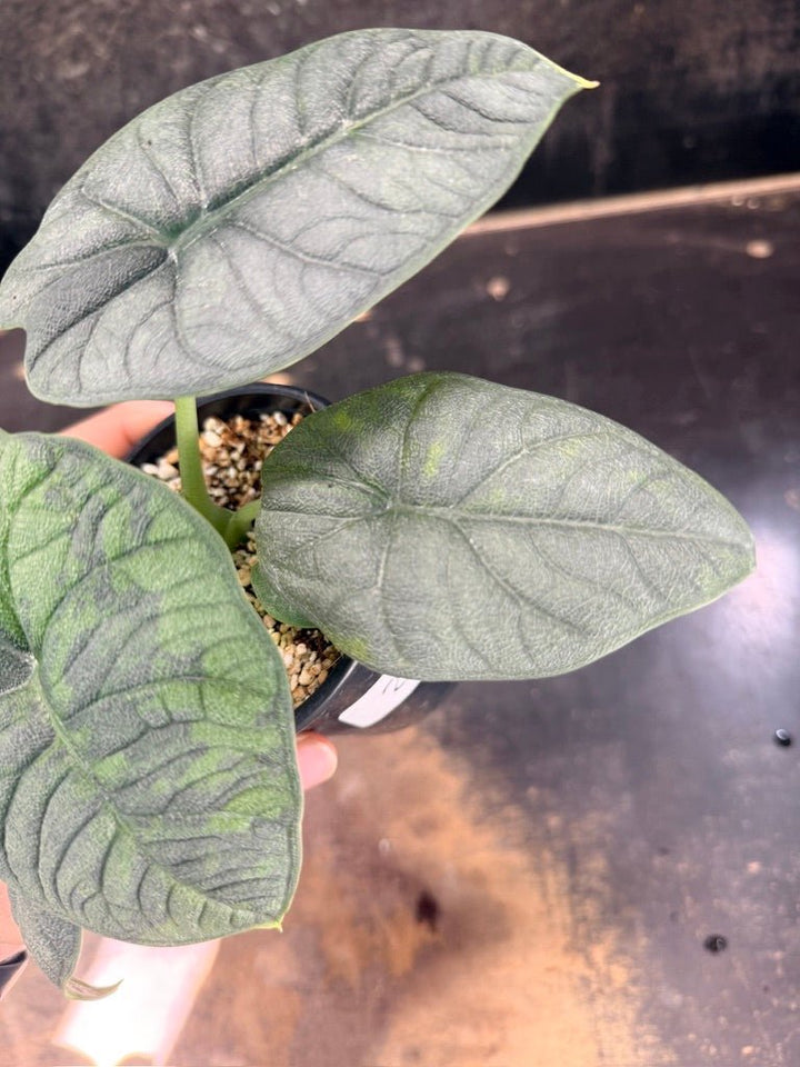 Handpicked 253 - Alocasia Melo Variegata Aurea - 100mm Pot | Uprooted