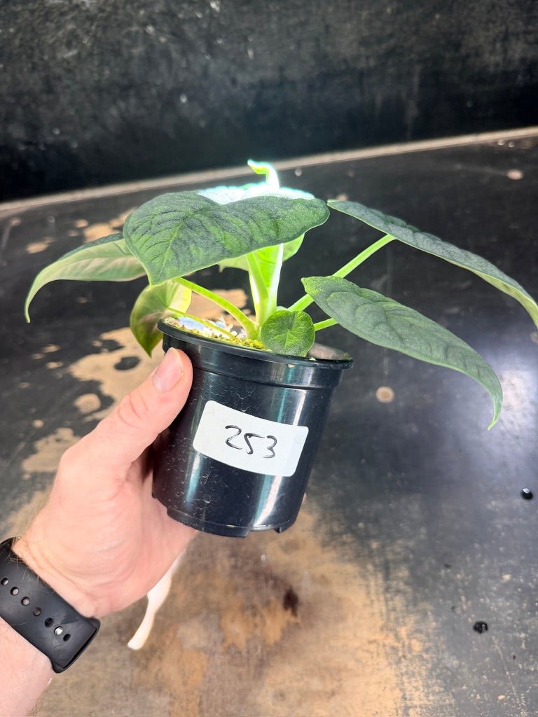 Handpicked 253 - Alocasia Melo Variegata Aurea - 100mm Pot | Uprooted