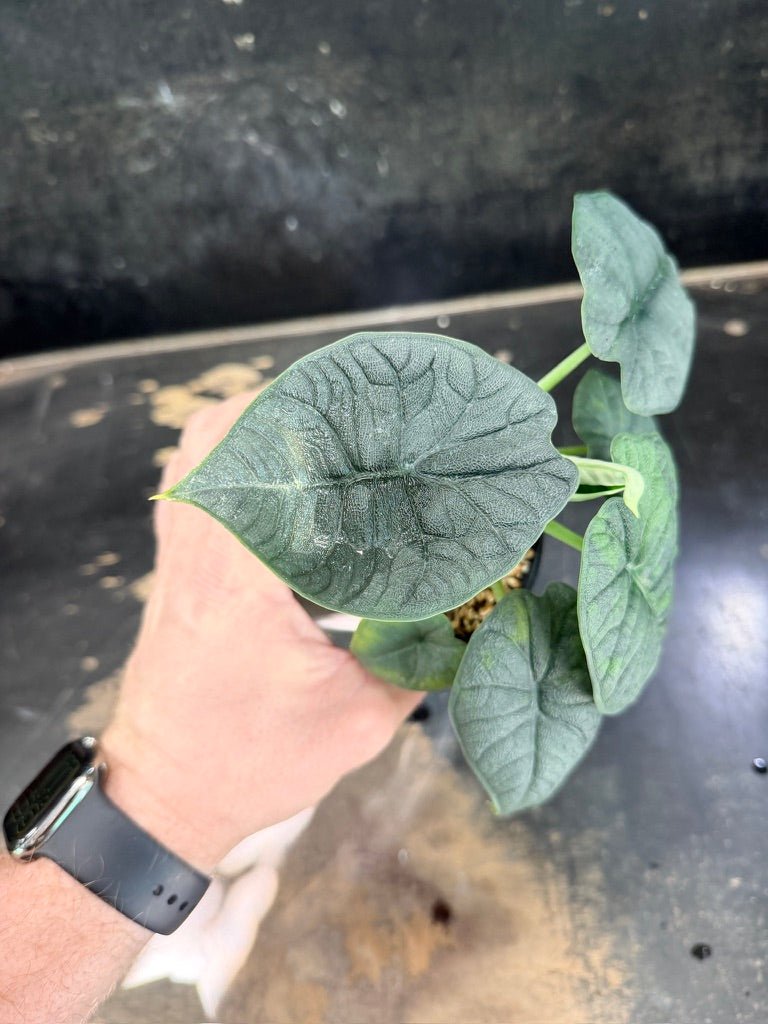 Handpicked 253 - Alocasia Melo Variegata Aurea - 100mm Pot | Uprooted