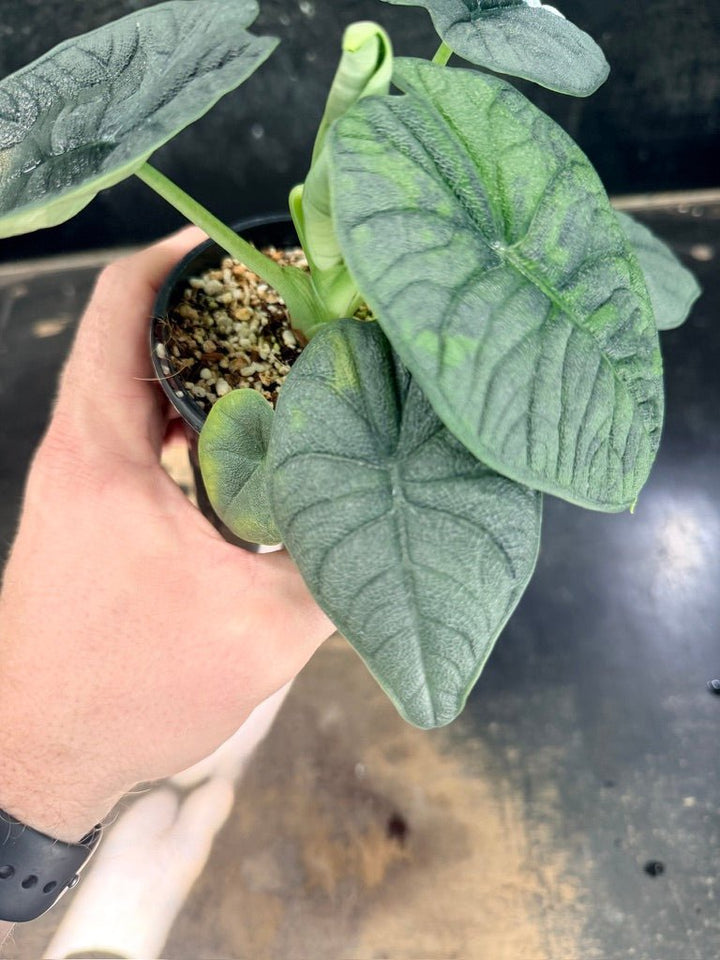 Handpicked 253 - Alocasia Melo Variegata Aurea - 100mm Pot | Uprooted