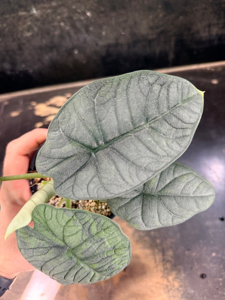 Handpicked 253 - Alocasia Melo Variegata Aurea - 100mm Pot | Uprooted