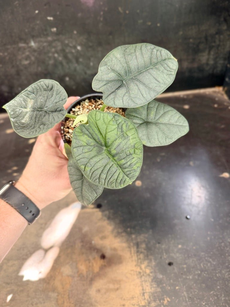 Handpicked 253 - Alocasia Melo Variegata Aurea - 100mm Pot | Uprooted