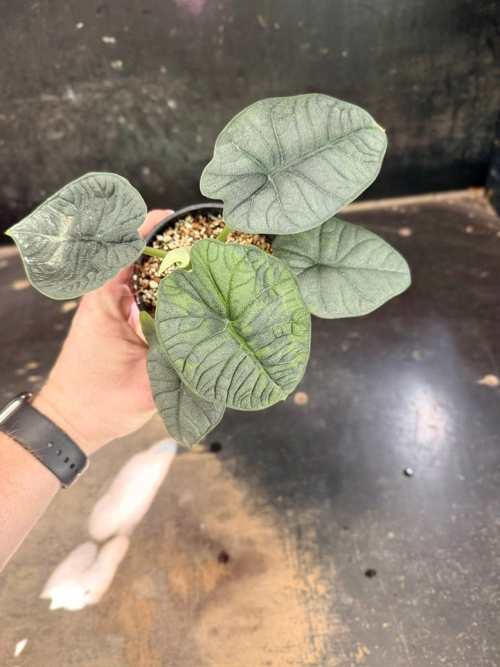 Handpicked 253 - Alocasia Melo Variegata Aurea - 100mm Pot | Uprooted