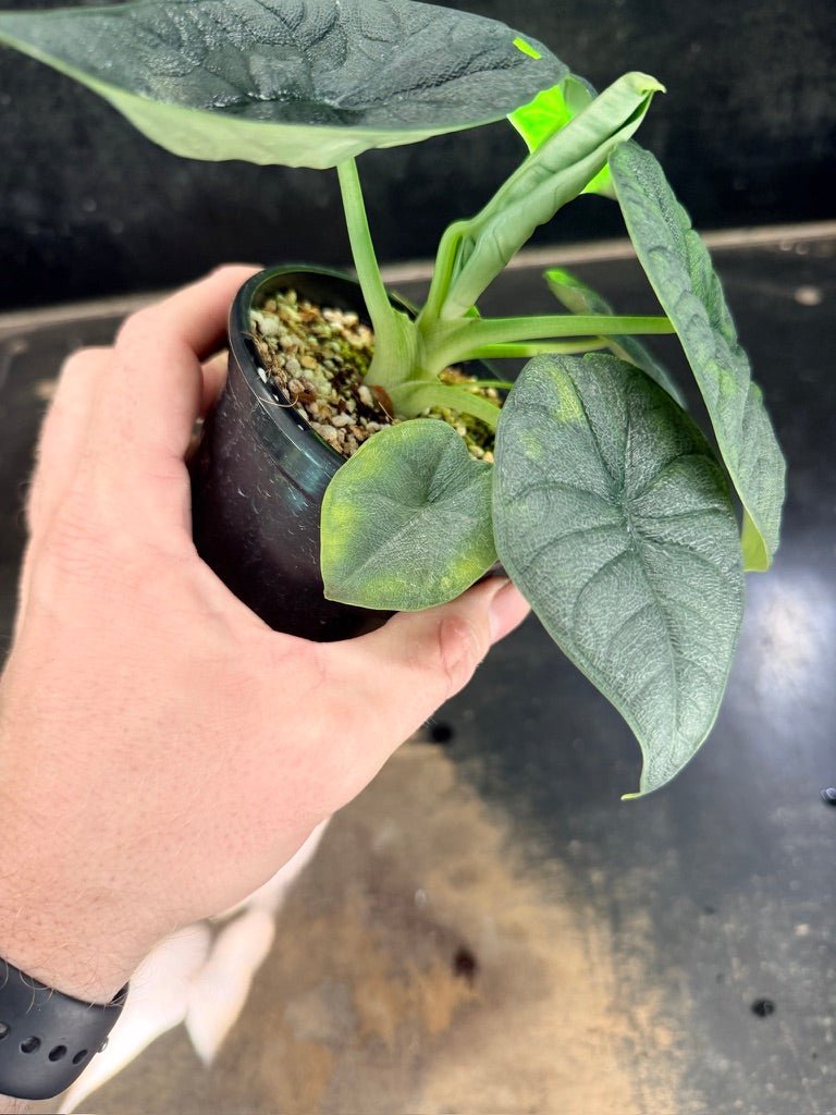 Handpicked 253 - Alocasia Melo Variegata Aurea - 100mm Pot | Uprooted