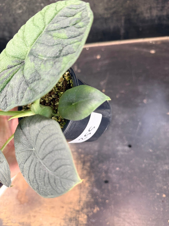 Handpicked 255 - Alocasia Melo Variegata Aurea - 100mm Pot | Uprooted