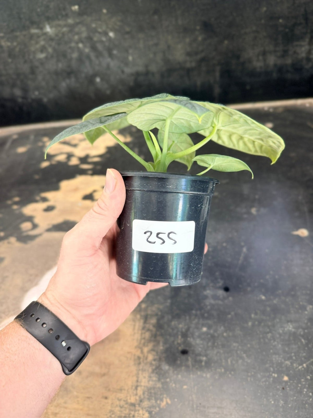 Handpicked 255 - Alocasia Melo Variegata Aurea - 100mm Pot | Uprooted