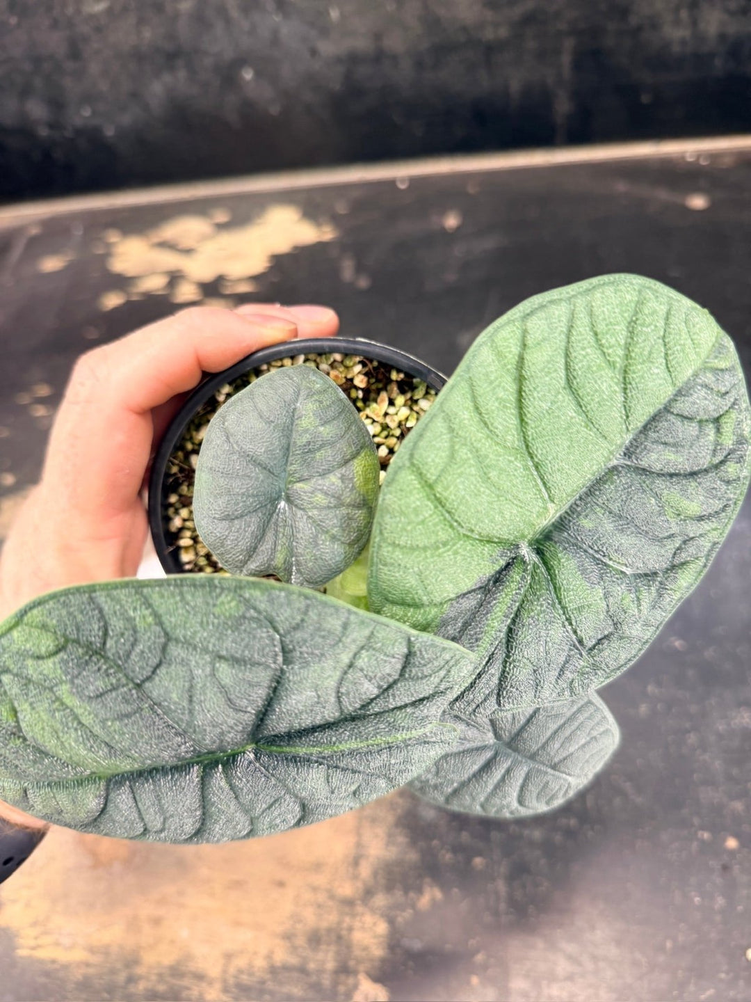 Handpicked 255 - Alocasia Melo Variegata Aurea - 100mm Pot | Uprooted