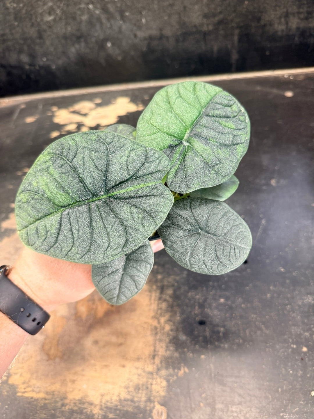 Handpicked 255 - Alocasia Melo Variegata Aurea - 100mm Pot | Uprooted
