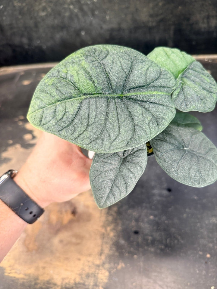 Handpicked 255 - Alocasia Melo Variegata Aurea - 100mm Pot | Uprooted