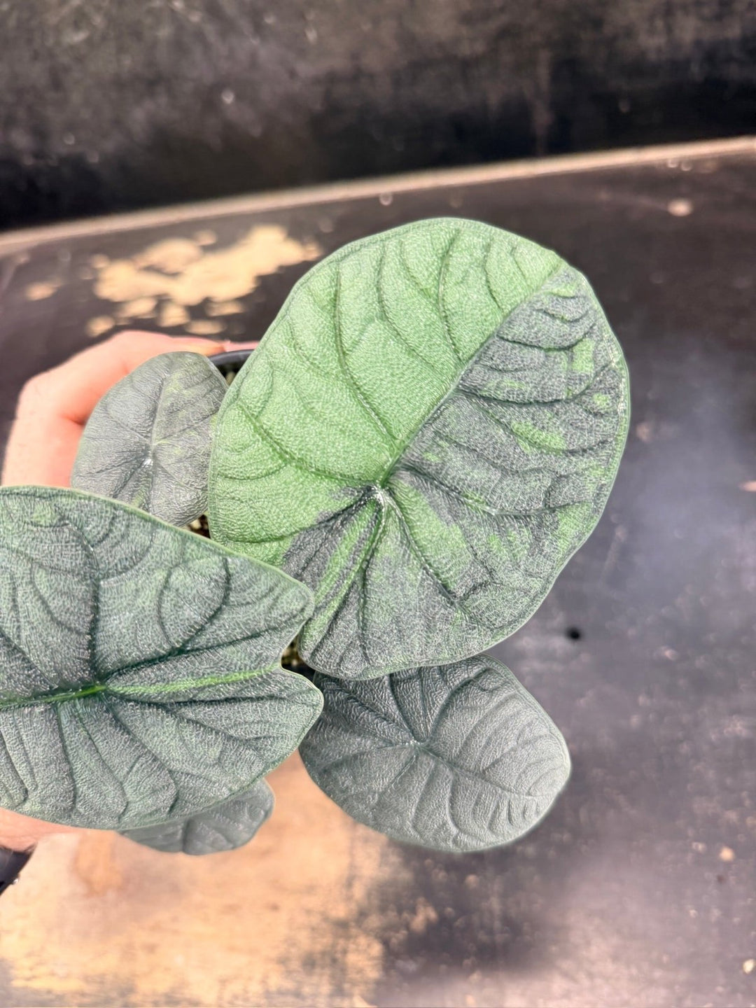 Handpicked 255 - Alocasia Melo Variegata Aurea - 100mm Pot | Uprooted