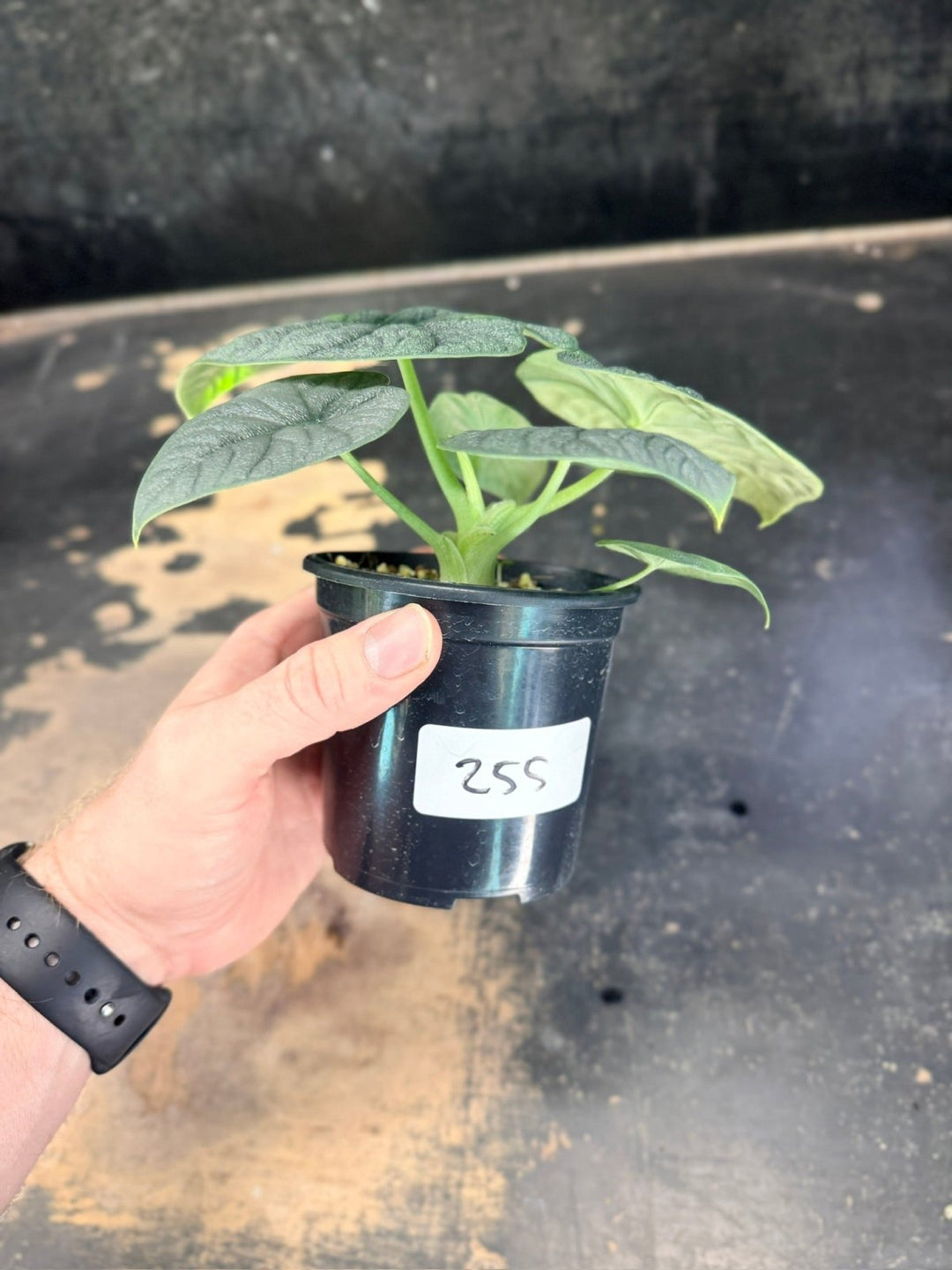 Handpicked 255 - Alocasia Melo Variegata Aurea - 100mm Pot | Uprooted