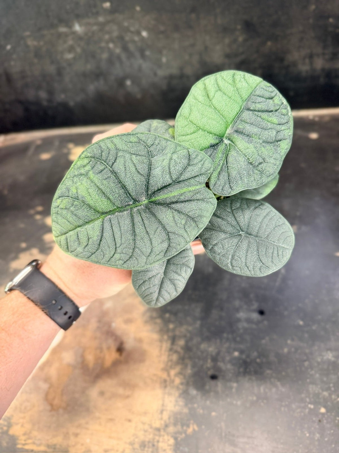 Handpicked 255 - Alocasia Melo Variegata Aurea - 100mm Pot | Uprooted