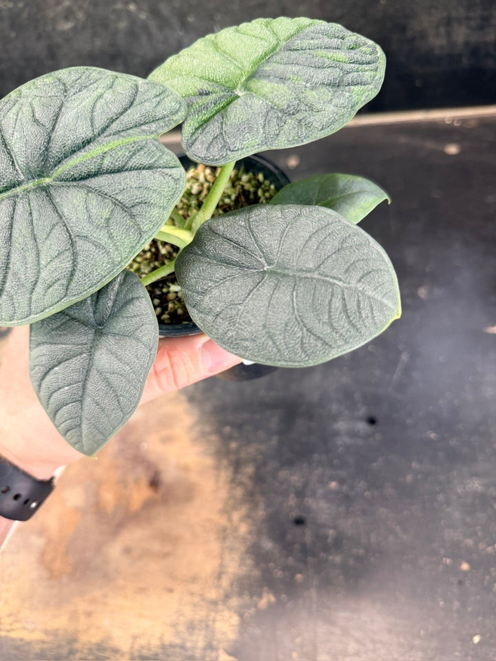 Handpicked 255 - Alocasia Melo Variegata Aurea - 100mm Pot | Uprooted